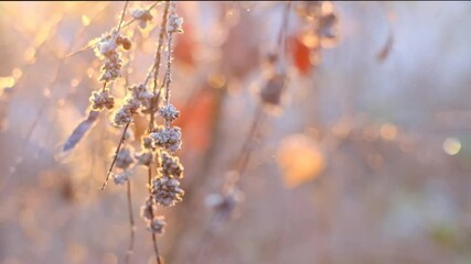 hoarfrost and rime . Frosty weather. Frost on plants. A branch in hoarfrost in the sun's rays. Late autumn and early winter weather. - Powered by Adobe