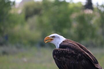 bald eagle