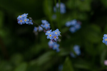 Myosotis des Marais (Myosotis scorpioides) 2