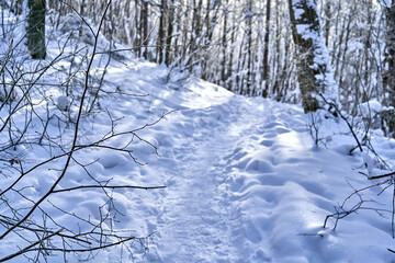 Footpath in the forest on a sunny winter day