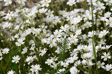 Fleurs blanches de prairie 5