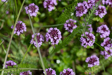 Verveine (Verbena bonariensis) 2