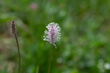 Plantain lancéolé (Plantago lanceolata)