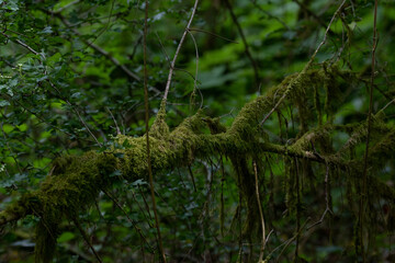 Forêt humide