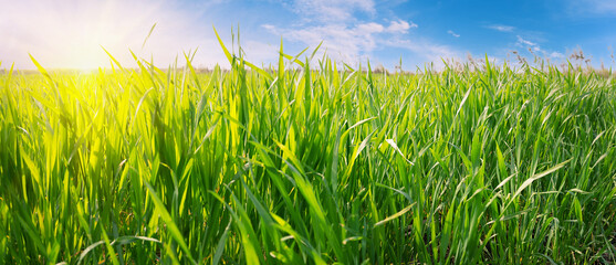 Green grass against blue sky with bright sun