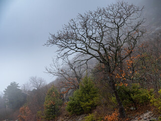 Fototapeta na wymiar The beauty of an autumn misty forest