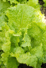 Fresh ripe head of lettuce cabbage (Lactuca sativa) with lots of leaves growing in homemade garden. Close-up. Organic farming, healthy food, BIO viands, back to nature concept.