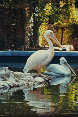 pelicans on the lake