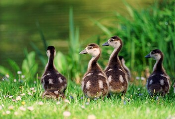 Cuccioli di oca egiziana in un parco a Stoccarda