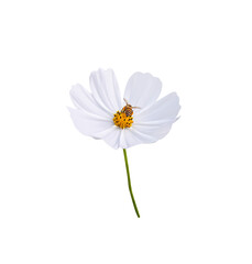 White cosmos flowers with green stem and bee drinking nectar isolated on white background ,clipping...