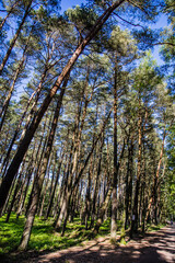 Old pine forest, part of the Slowinski National Park located on Polish coast close to the Baltic Sea, Poland