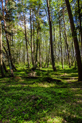 Old pine forest, part of the Slowinski National Park located on Polish coast close to the Baltic Sea, Poland