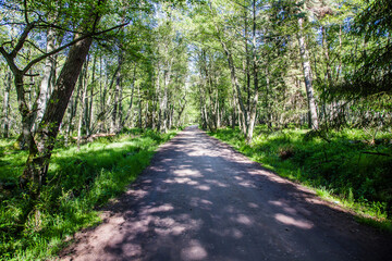 Old pine forest, part of the Slowinski National Park located on Polish coast close to the Baltic Sea, Poland