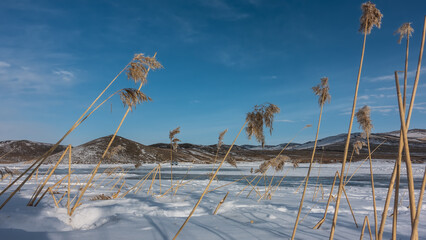 Dry grass with long stems and fluffy spikelets bent over the surface of the snow. In the...