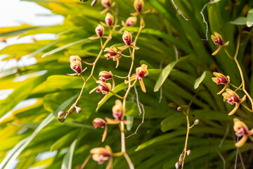 Wild orchids in the summer of Thailand