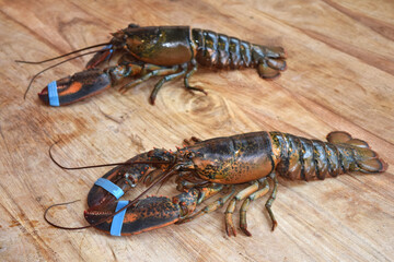 fresh live canadian lobsters