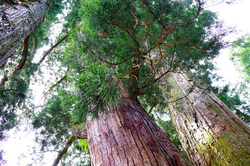 Fototapeta premium 栢野大杉 菅原神社
