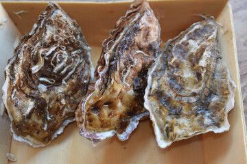 raw closed oysters  stiil alive