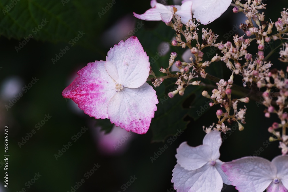 Wall mural Hydorangea serrata ornamental flowers. Hydrangeaceae deciduous shrub.