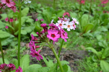 Japanese primroses on the plateau