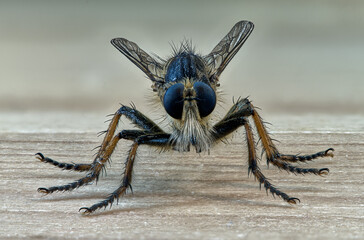 Extreme macro photography of an insect called a killer fly