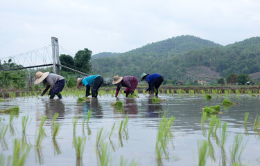 Obraz premium Asian peasant woman planting rice