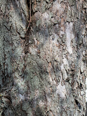 Close-up of tree bark. Vertical photo, wood texture