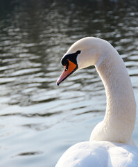 Obraz premium mute swan cygnus olor