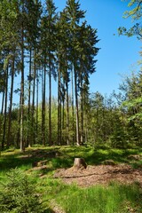 Forest. Glade. Green grass. Tree stumps. Tall fir trees. Blue sky.