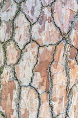 Natural background with the texture of the bark of a real tree.