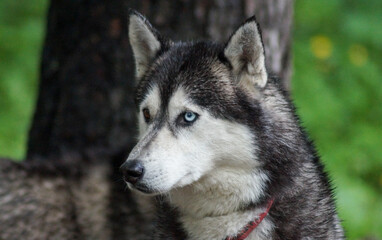 Naklejka na ściany i meble Siberian husky dog black and white color with blue and brown eyes