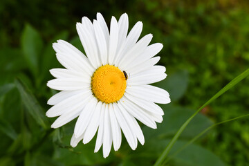 daisy flower