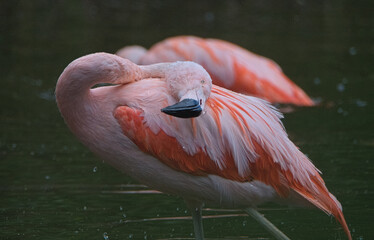 Pink flamingo in the Warsaw ZOO