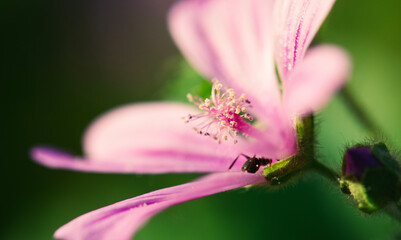 Ant on a flower