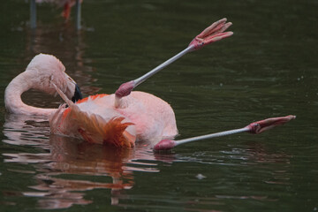 Pink flamingo in the water. Warsaw ZOO - obrazy, fototapety, plakaty