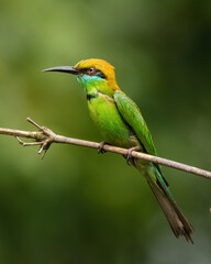 green bee eater