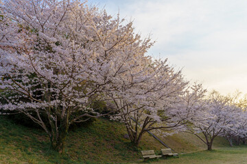 夕焼け時の満開の桜