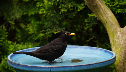 blackbird in the bird bath