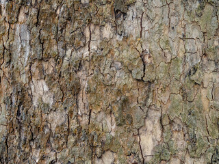 The texture of a tree trunk with peeling bark. A woody, faded full-screen background.