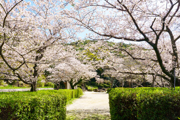 桜のある公園