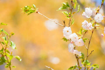 黄色い背景に映える桃の花