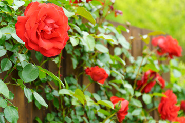 真っ赤な薔薇のある庭壁