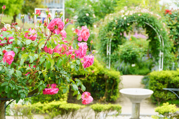 Fototapeta na wymiar 薔薇のある庭