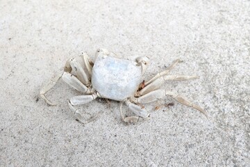 干からびたアカテガニの死骸