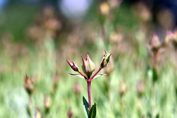 Kreuzblättriges Johanniskraut in einem Beet