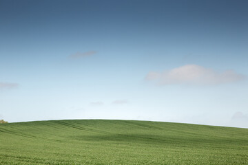 Green agriculture fields in blue sky with clouds