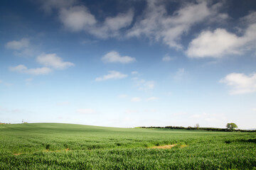 Fototapeta na wymiar Green agriculture fields in blue sky with clouds