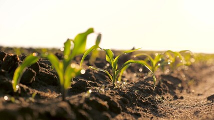 A maize rossada grows from seed from the ground in a field in spring. Agrarian business. Growing...