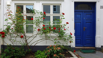 Fototapeta na wymiar Picturesque facade of a traditional wooden house in white on the wooden exterior, white windows, and dark blue door. Beautiful courtyard, with impressive red roses. Bergen, Norway