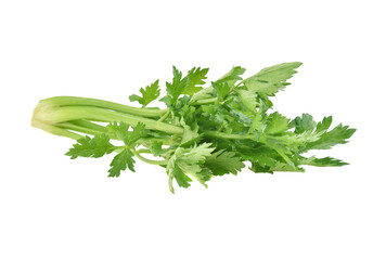Fresh celery isolated on white background